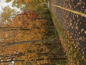 A Walk in Fall